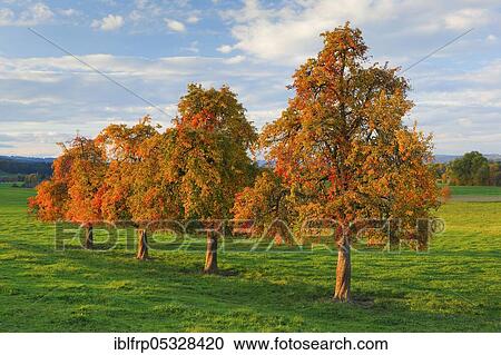 Pear trees in autumn, Switzerland, Europe View Large Photo Image Stock Image - Pear trees in autumn, Switzerland, Europe. Fotosearch
