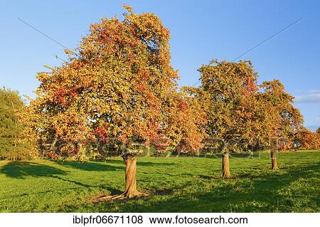 Pear trees in autumn, Switzerland, Europe View Large Photo Image Stock Photo - Pear trees in autumn, Switzerland, Europe. Fotosearch