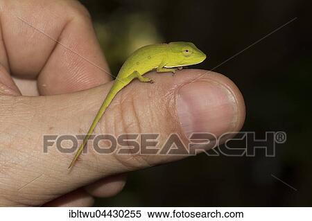 Perinet chameleon or Malagasy side-striped chameleon (Calumma gastrotaenia), juvenile on finger, rainforest, Andasibe-Mantadia National Park, Southern Highlands, Madagascar, Africa View Large Photo Image Stock Photography - Perinet chameleon or Malagasy side-striped chameleon (Calumma gastrotaenia), juvenile on finger, rainforest, Andasibe-Mantadia National Park, Southern Highlands, Madagascar, Africa. Fotosearch