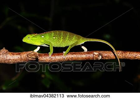 Stock Image - Petter's chameleon (Furcifer petteri), female, Ankarana National Park, Northwest Madagascar, Madagascar, Africa. Fotosearch