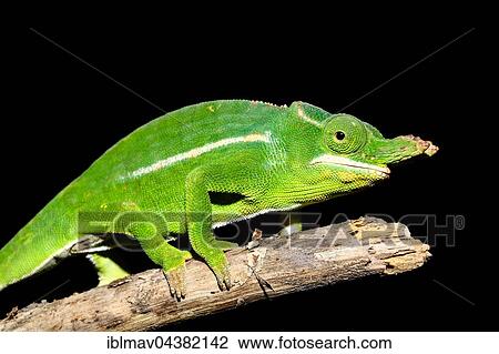Petter's chameleon (Furcifer petteri), male, Amber Mountain National Park, DIana, Madagascar, Africa View Large Photo Image Stock Image - Petter's chameleon (Furcifer petteri), male, Amber Mountain National Park, DIana, Madagascar, Africa. Fotosearch