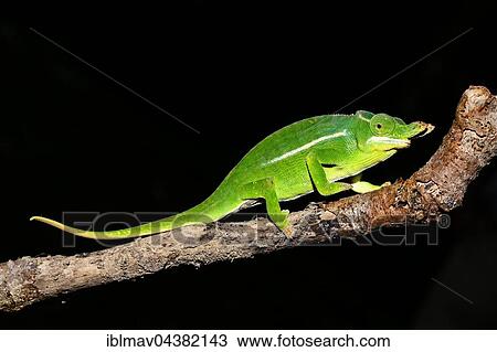 Petter's chameleon (Furcifer petteri), male, Amber Mountain National Park, northern Madagascar, Madagascar, Africa View Large Photo Image Stock Image - Petter's chameleon (Furcifer petteri), male, Amber Mountain National Park, northern Madagascar, Madagascar, Africa. Fotosearch