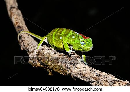 Petter's chameleon (Furcifer petteri), female, Amber Mountain National Park, Diana, Madagascar, Africa View Large Photo Image Stock Photo - Petter's chameleon (Furcifer petteri), female, Amber Mountain National Park, Diana, Madagascar, Africa. Fotosearch