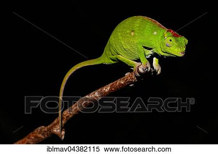 Stock Photography - Petter's chameleon (Furcifer petteri), female, Ankarana National Park, Northwest Madagascar, Madagascar, Africa. Fotosearch