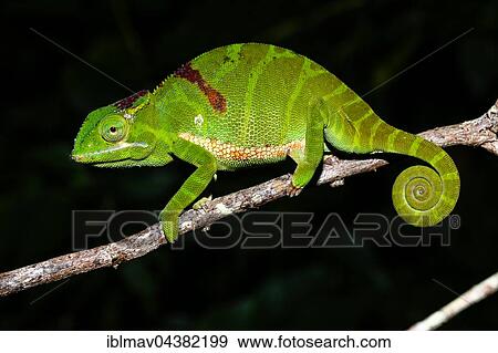 Petter's chameleon (Furcifer timoni), female, Amber Mountain National Park, Diana, Madagascar, Africa View Large Photo Image Stock Photo - Petter's chameleon (Furcifer timoni), female, Amber Mountain National Park, Diana, Madagascar, Africa. Fotosearch