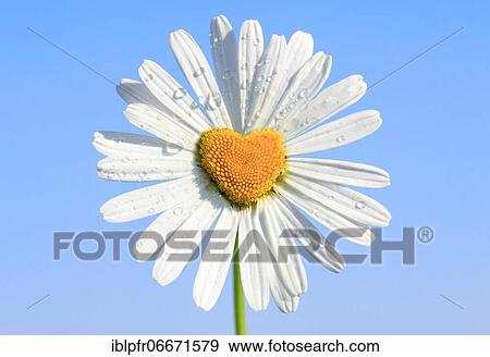 Photomontage, daisy (Leucanthemum vulgare), Switzerland, Europe View Large Photo Image Stock Photo - Photomontage, daisy (Leucanthemum vulgare), Switzerland, Europe. Fotosearch