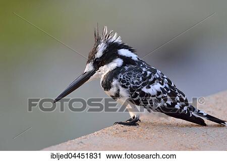 Stock Image - Pied Kingfisher (Ceryle rudis), perched on a wall, Sabie River, Kruger National Park, South Africa, Africa. Fotosearch