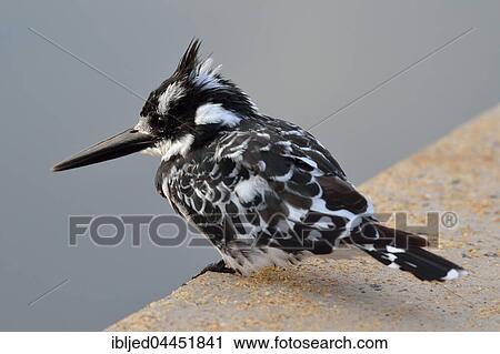 Pied Kingfisher (Ceryle rudis), perched on a wall, Sabie River, Kruger National Park, South Africa, Africa View Large Photo Image Stock Image - Pied Kingfisher (Ceryle rudis), perched on a wall, Sabie River, Kruger National Park, South Africa, Africa. Fotosearch