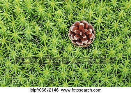 Pine cones in maidenhair moss View Large Photo Image Stock Photograph - Pine cones in maidenhair moss. Fotosearch
