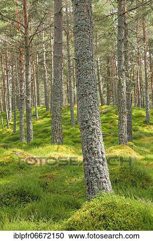 Pine forest View Large Photo Image Stock Image - Pine forest. Fotosearch