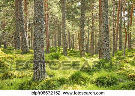 Stock Image - Pine forest. Fotosearch