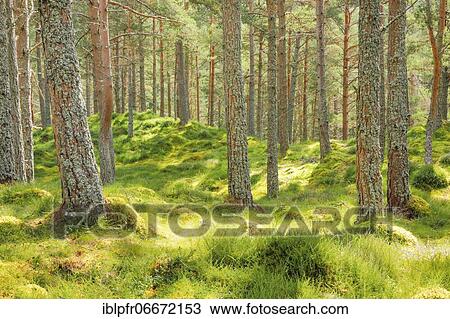 Stock Image - Pine forest. Fotosearch