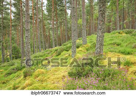 Pine forest View Large Photo Image Stock Photo - Pine forest. Fotosearch