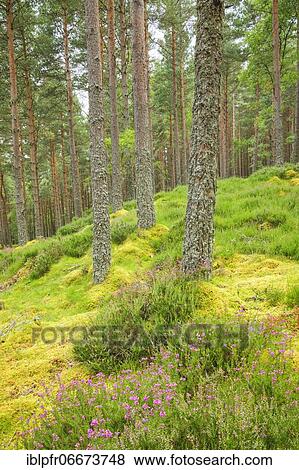 Pine forest View Large Photo Image Stock Photo - Pine forest. Fotosearch