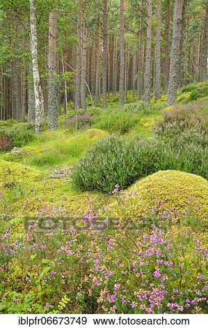 Pine forest View Large Photo Image Stock Photo - Pine forest. Fotosearch