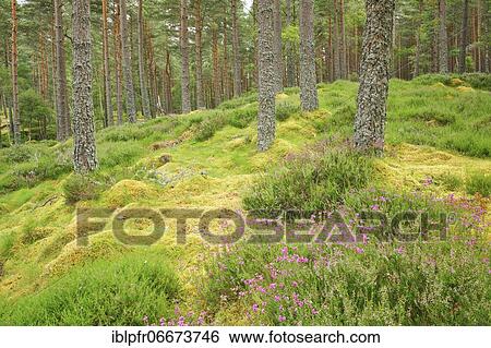 Stock Photograph - Pine forest. Fotosearch
