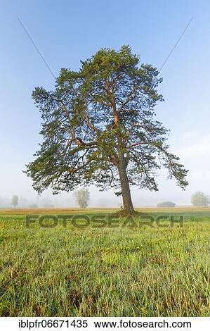 Pine, Pinus, Switzerland, Europe View Large Photo Image Stock Photography - Pine, Pinus, Switzerland, Europe. Fotosearch