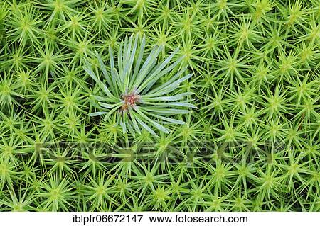 Pine shoot in lady hair moss View Large Photo Image Stock Photo - Pine shoot in lady hair moss. Fotosearch