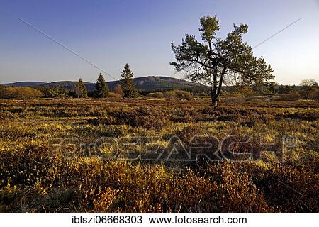 Pine tree in the Niedersfelder Hochheide, Winterberg, Sauerland, North Rhine-Westphalia, Germany, Europe View Large Photo Image Stock Image - Pine tree in the Niedersfelder Hochheide, Winterberg, Sauerland, North Rhine-Westphalia, Germany, Europe. Fotosearch