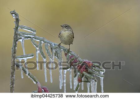 Pine warbler (Setophaga pinus), juvenile female perched on icy branch of desert Christmas cactus (Cylindropuntia leptocaulis), Hill Country, Texas, USA, North America View Large Photo Image Stock Photo - Pine warbler (Setophaga pinus), juvenile female perched on icy branch of desert Christmas cactus (Cylindropuntia leptocaulis), Hill Country, Texas, USA, North America. Fotosearch