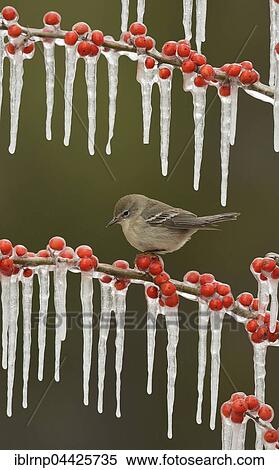 Pine warbler (Setophaga pinus), juvenile female perched on icy branch of meadow holly (Ilex decidua) with berries, Hill Country, Texas, USA, North America View Large Photo Image Stock Photography - Pine warbler (Setophaga pinus), juvenile female perched on icy branch of meadow holly (Ilex decidua) with berries, Hill Country, Texas, USA, North America. Fotosearch