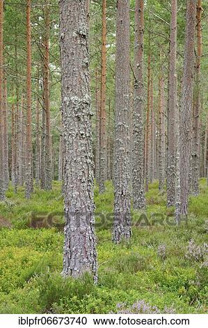 Stock Image - Pines forest. Fotosearch
