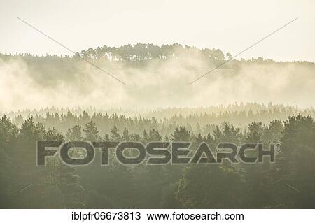 Pines forest View Large Photo Image Stock Image - Pines forest. Fotosearch