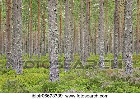 Pines forest View Large Photo Image Stock Photo - Pines forest. Fotosearch
