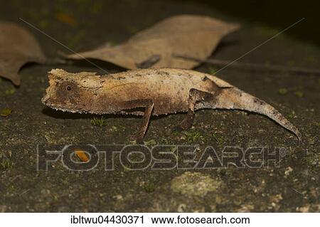 Plated leaf chameleon (Brookesia stumpffi), rainforest, Lokobe National Park, Island of Nosy Be, also Nossi-bé or Nosse Be, northwestern coast, Madagascar, Africa View Large Photo Image Stock Image - Plated leaf chameleon (Brookesia stumpffi), rainforest, Lokobe National Park, Island of Nosy Be, also Nossi-bé or Nosse Be, northwestern coast, Madagascar, Africa. Fotosearch