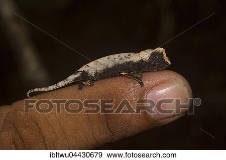 Plated leaf chameleon (Brookesia stumpffi), rainforest, Lokobe National Park, Island of Nosy Be, also Nossi-bé or Nosse Be, northwestern coast, Madagascar, Africa View Large Photo Image Stock Photo - Plated leaf chameleon (Brookesia stumpffi), rainforest, Lokobe National Park, Island of Nosy Be, also Nossi-bé or Nosse Be, northwestern coast, Madagascar, Africa. Fotosearch