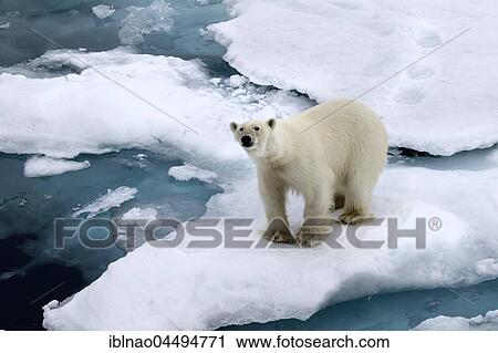 Polar bear (Ursus maritimus Europe) on pack ice, Spitsbergen, Norway, Europe View Large Photo Image Stock Image - Polar bear (Ursus maritimus Europe) on pack ice, Spitsbergen, Norway, Europe. Fotosearch