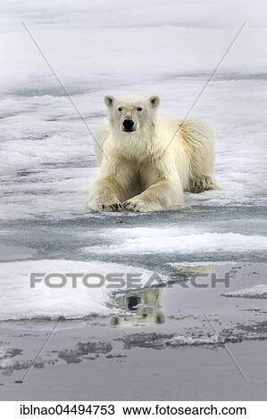 Polar bear (Ursus maritimus Europe) resting on pack ice, Spitsbergen, Norway, Europe View Large Photo Image Stock Image - Polar bear (Ursus maritimus Europe) resting on pack ice, Spitsbergen, Norway, Europe. Fotosearch
