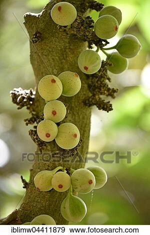 Polynesian clown Figs (Ficus aspera), Jardín de Aclimatión de La Orotava, Botanical Gardens, Puerto de la Cruz, Tenerife, Spain, Europe View Large Photo Image Stock Photo - Polynesian clown Figs (Ficus aspera), Jardín de Aclimatión de La Orotava, Botanical Gardens, Puerto de la Cruz, Tenerife, Spain, Europe. Fotosearch