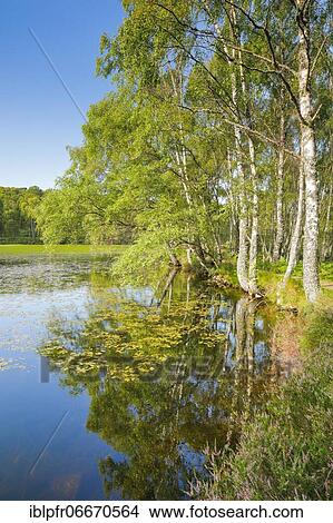 Pond in Craigellachie National Nature Reserve, Scotland, Great Britain View Large Photo Image Picture - Pond in Craigellachie National Nature Reserve, Scotland, Great Britain. Fotosearch