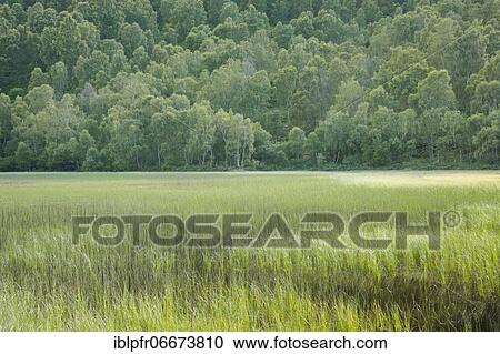 Pond in Craigellachie National Nature Reserve, Scotland, Great Britain View Large Photo Image Stock Image - Pond in Craigellachie National Nature Reserve, Scotland, Great Britain. Fotosearch