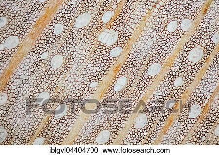 Poplar, Poplar wood, polished, cross section of the trunk, photomicrograph, hundred times larger, incident light View Large Photo Image Stock Image - Poplar, Poplar wood, polished, cross section of the trunk, photomicrograph, hundred times larger, incident light. Fotosearch