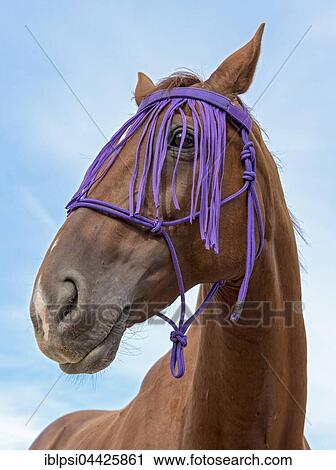 Stock Image - Portrait, hybrid horse, crossbreed of thoroughbred horse and Czech warmblood, with fly fringe. Fotosearch
