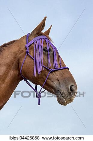 Stock Photo - Portrait, hybrid horse, crossbreed of thoroughbred horse and Czech warmblood, with fly fringe. Fotosearch