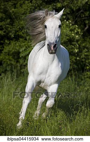 PRE, Pura Raza Espanola, Andalusian horse, gallops in tall grass, North Tyrol, Austria, Europe View Large Photo Image Picture - PRE, Pura Raza Espanola, Andalusian horse, gallops in tall grass, North Tyrol, Austria, Europe. Fotosearch
