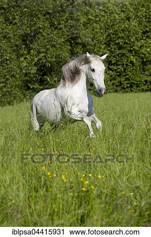 PRE, Pura Raza Espanola, Andalusian horse, gallops in tall grass, North Tyrol, Austria, Europe View Large Photo Image Stock Image - PRE, Pura Raza Espanola, Andalusian horse, gallops in tall grass, North Tyrol, Austria, Europe. Fotosearch