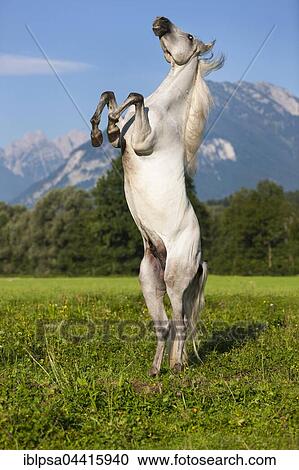 PRE, Pura Raza Espanola, Andalusian horse, rises, mountain backdrop, North Tyrol, Austria, Europe View Large Photo Image Stock Image - PRE, Pura Raza Espanola, Andalusian horse, rises, mountain backdrop, North Tyrol, Austria, Europe. Fotosearch