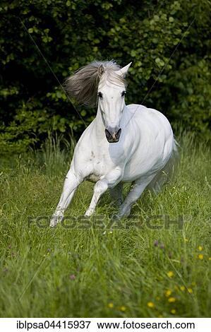 PRE, Pura Raza Espanola, Andalusian horse, gallops in tall grass, North Tyrol, Austria, Europe View Large Photo Image Stock Photo - PRE, Pura Raza Espanola, Andalusian horse, gallops in tall grass, North Tyrol, Austria, Europe. Fotosearch
