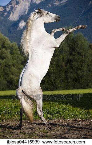 PRE, Pura Raza Espanola, Andalusian horse, rises, North Tyrol, Austria, Europe View Large Photo Image Stock Photo - PRE, Pura Raza Espanola, Andalusian horse, rises, North Tyrol, Austria, Europe. Fotosearch