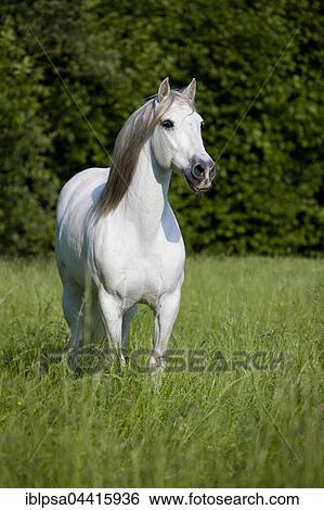 PRE, Pura Raza Espanola, Andalusian horse, stands in tall grass, North Tyrol, Austria, Europe View Large Photo Image Stock Photograph - PRE, Pura Raza Espanola, Andalusian horse, stands in tall grass, North Tyrol, Austria, Europe. Fotosearch