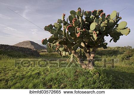 Prickly pear (Opuntia), Pyramid of the Sun, archeological site, Teotihuacán, Mexico, Central America View Large Photo Image Stock Photography - Prickly pear (Opuntia), Pyramid of the Sun, archeological site, Teotihuacán, Mexico, Central America. Fotosearch