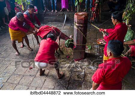 Priest with big sword sacrificing water buffalo, Hindu festival Dashain, Gorakhnath temple, Gorkha, Gorkha District, Nepal, Asia View Large Photo Image Stock Image - Priest with big sword sacrificing water buffalo, Hindu festival Dashain, Gorakhnath temple, Gorkha, Gorkha District, Nepal, Asia. Fotosearch