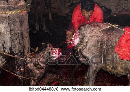 Stock Photo - Priest with big sword sacrificing water buffalo, Hindu festival Dashain, Gorakhnath temple, Gorkha, Gorkha District, Nepal, Asia. Fotosearch