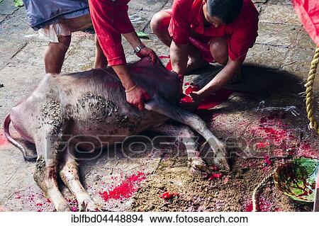 Priests taking blood from dead water buffalo, sacrifice, Hindu festival Dashain, Gorakhnath temple, Gorkha, Gorkha District, Nepal, Asia View Large Photo Image Picture - Priests taking blood from dead water buffalo, sacrifice, Hindu festival Dashain, Gorakhnath temple, Gorkha, Gorkha District, Nepal, Asia. Fotosearch