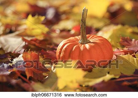 Pumpkin on maple leaves, Switzerland, Europe View Large Photo Image Stock Photograph - Pumpkin on maple leaves, Switzerland, Europe. Fotosearch