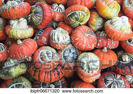 Pumpkins, Switzerland, Europe View Large Photo Image Stock Image - Pumpkins, Switzerland, Europe. Fotosearch